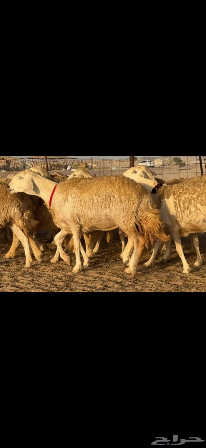 حريات حرش صنف الصنف 3