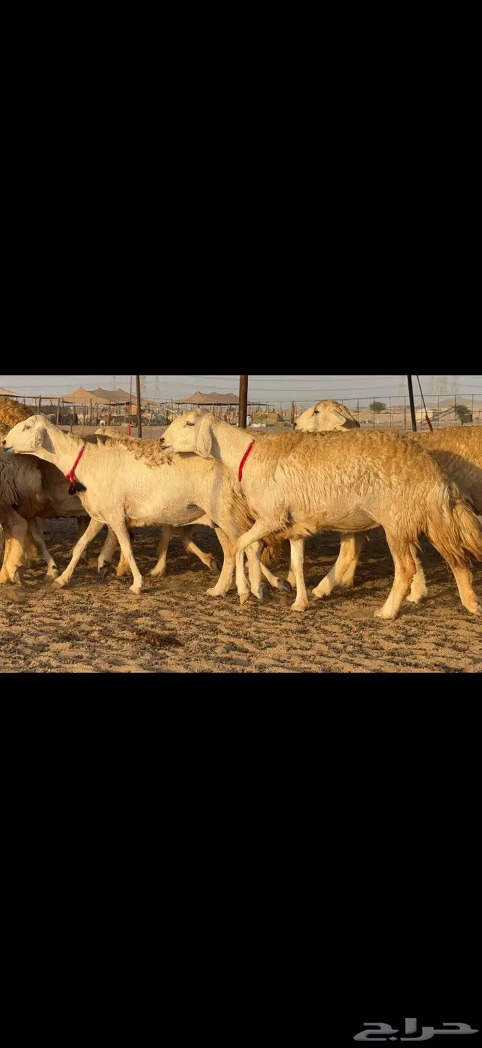 حريات حرش صنف الصنف 5