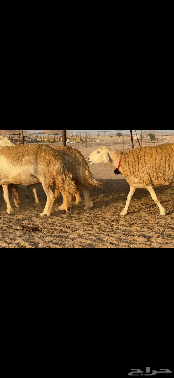 حريات حرش صنف الصنف 4