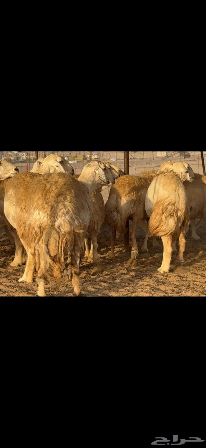 حريات حرش صنف الصنف 6