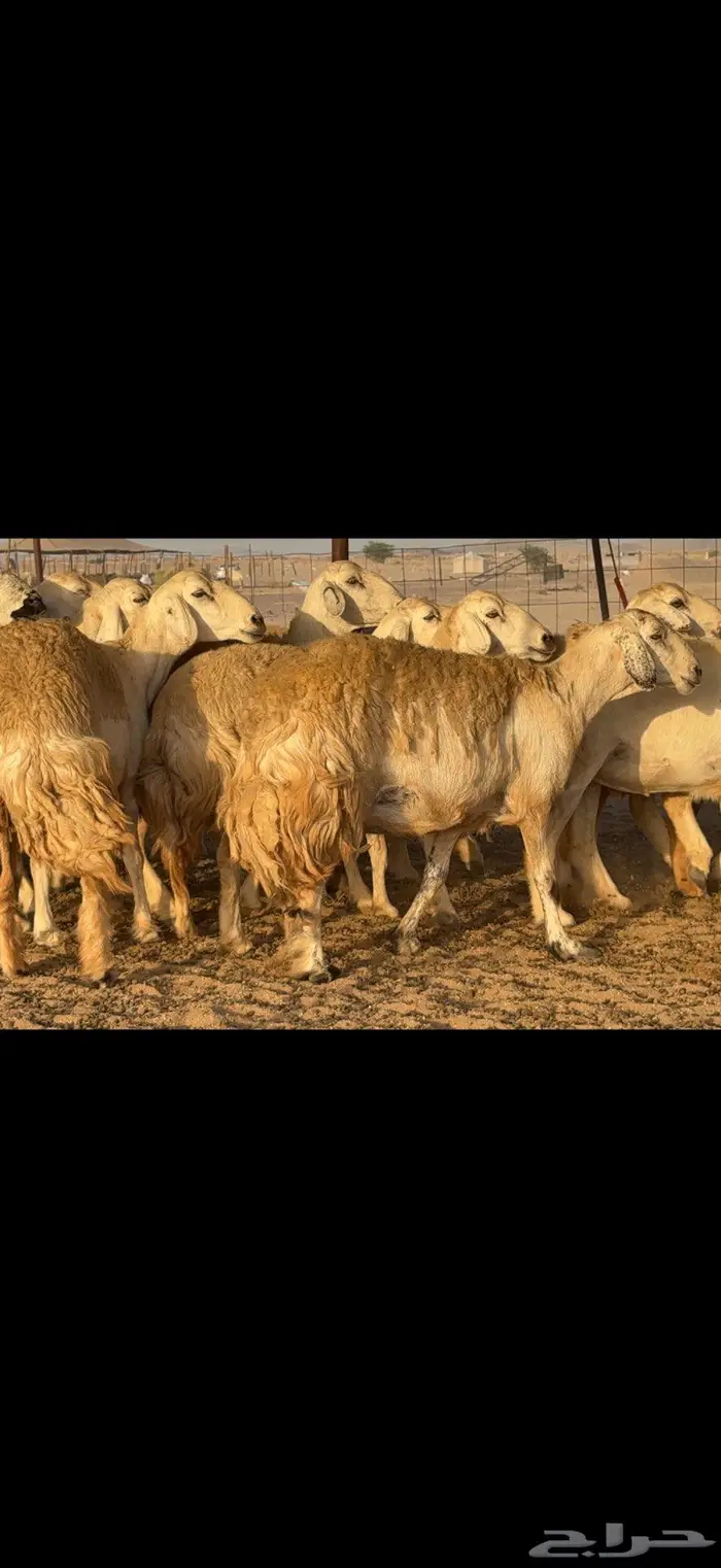 حريات حرش صنف الصنف 1