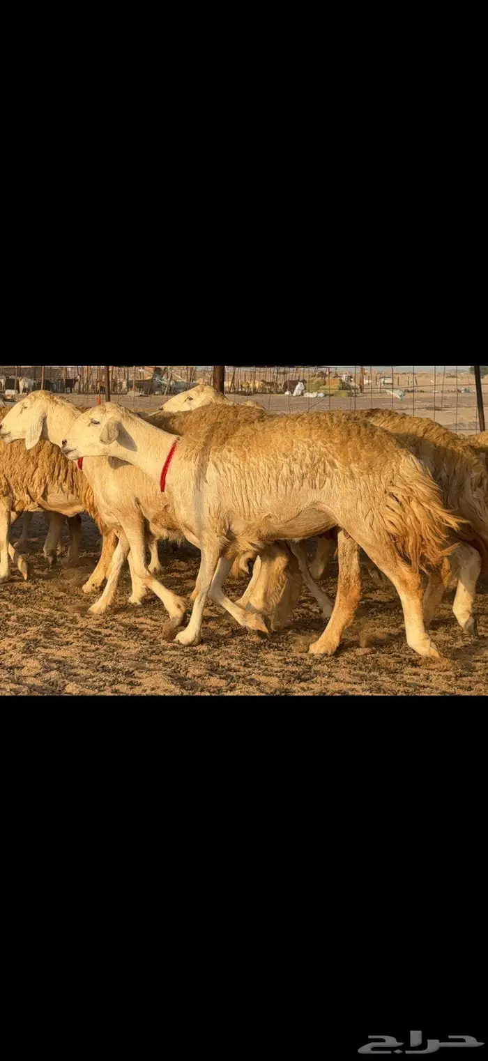 حريات حرش صنف الصنف 2