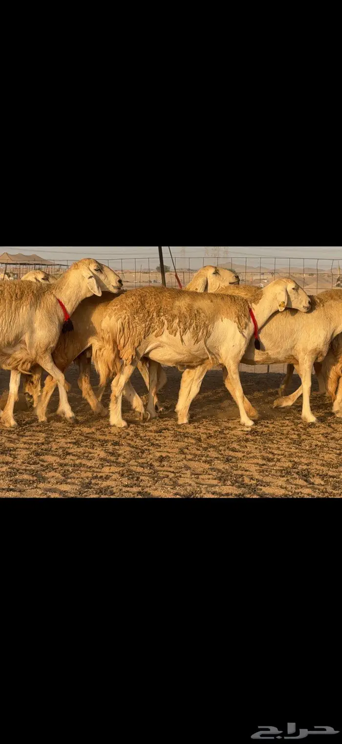 حريات حرش صنف الصنف 14