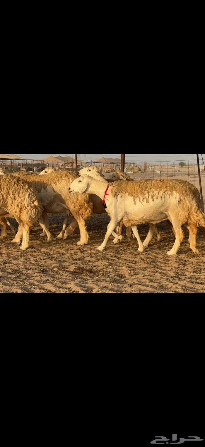 حريات حرش صنف الصنف 10