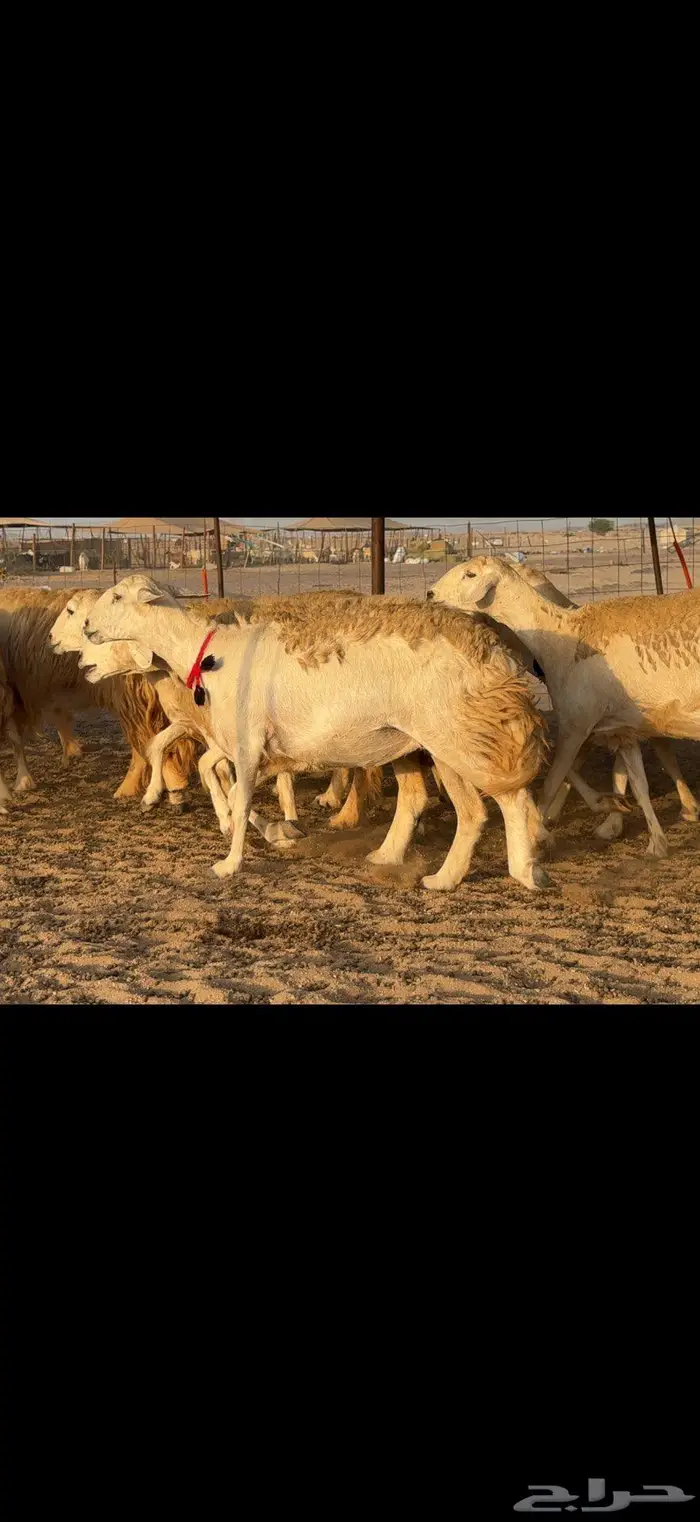 حريات حرش صنف الصنف 15