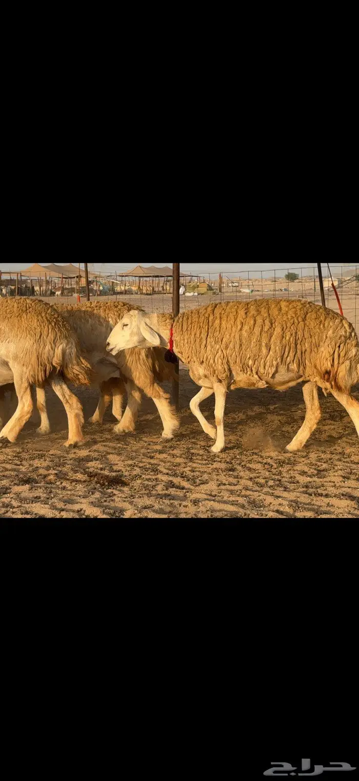 حريات حرش صنف الصنف 7