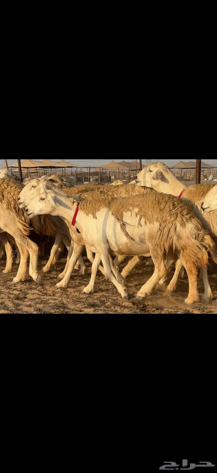 حريات حرش صنف الصنف 8