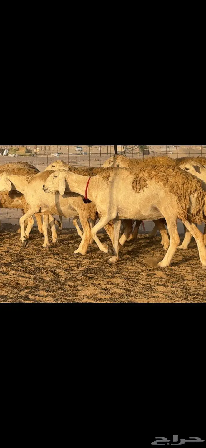 حريات حرش صنف الصنف 9