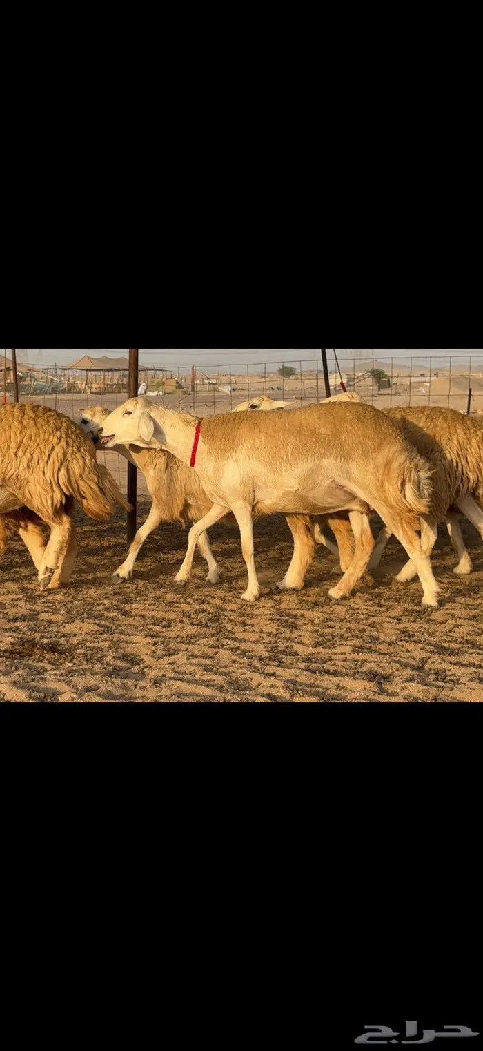 حريات حرش صنف الصنف 13