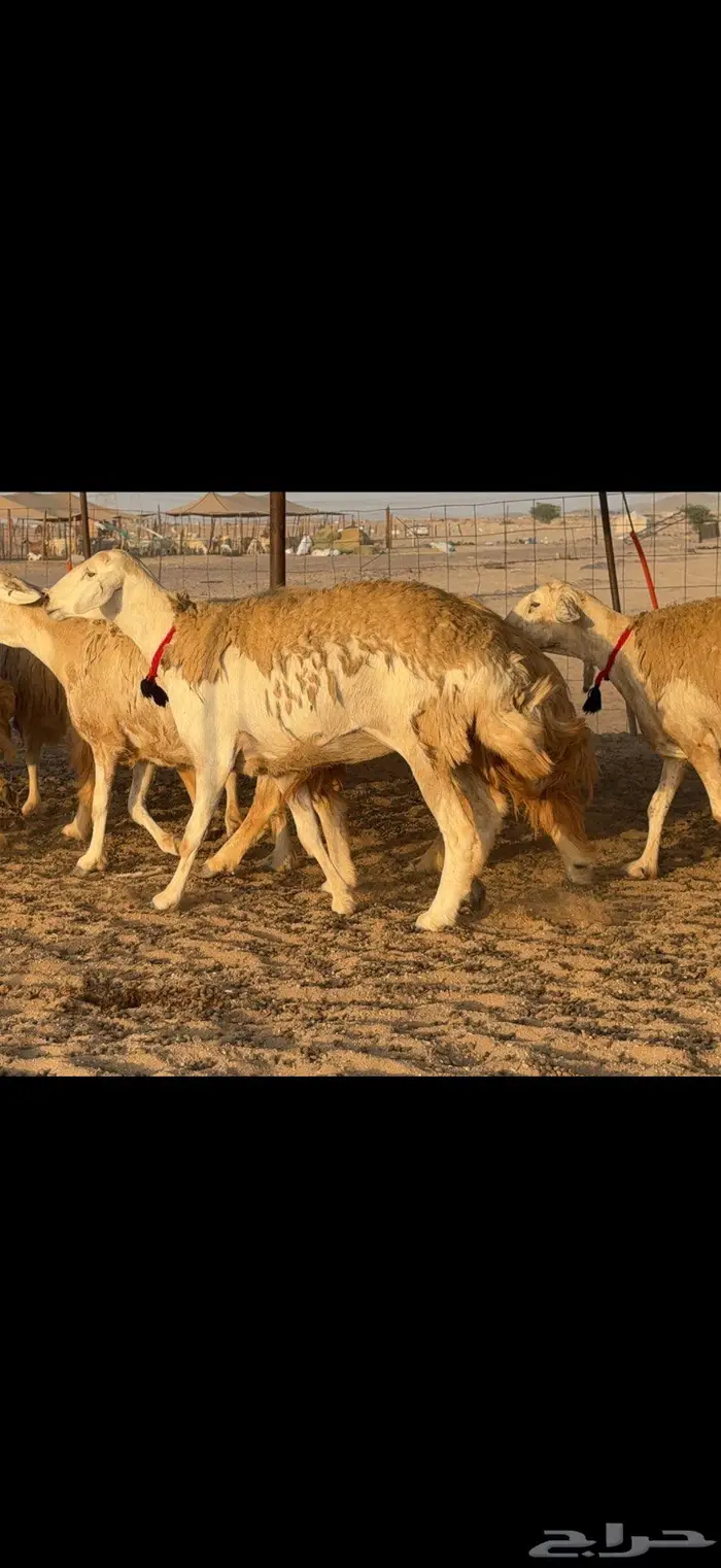 حريات حرش صنف الصنف 20