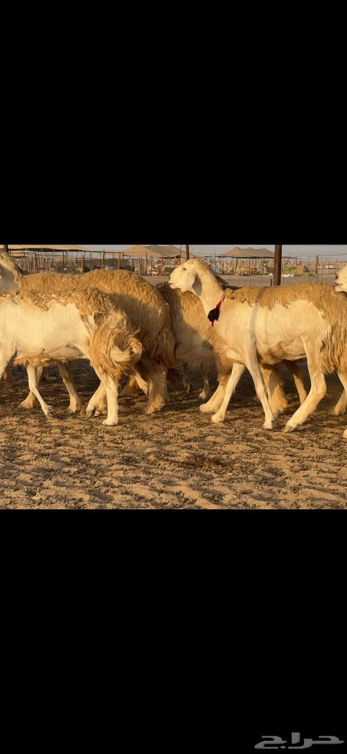 حريات حرش صنف الصنف 19