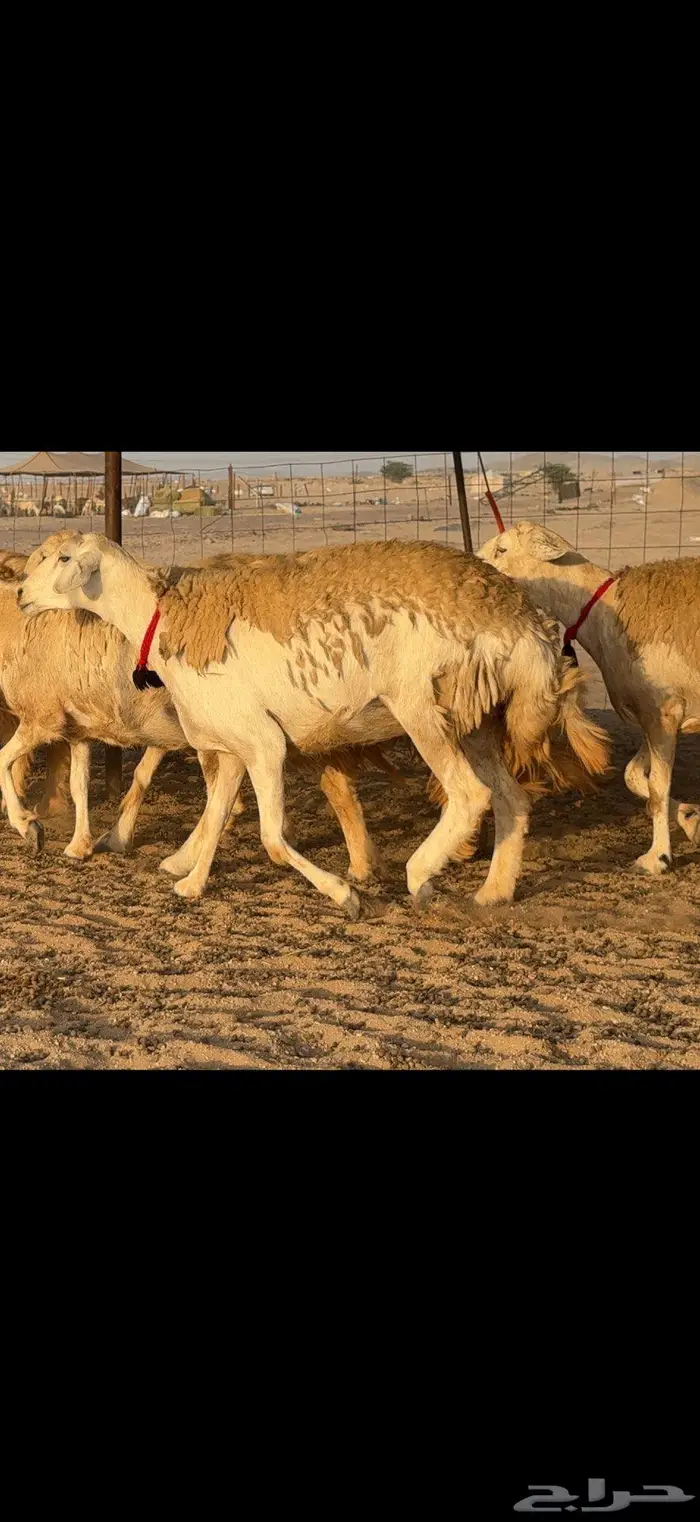 حريات حرش صنف الصنف 22