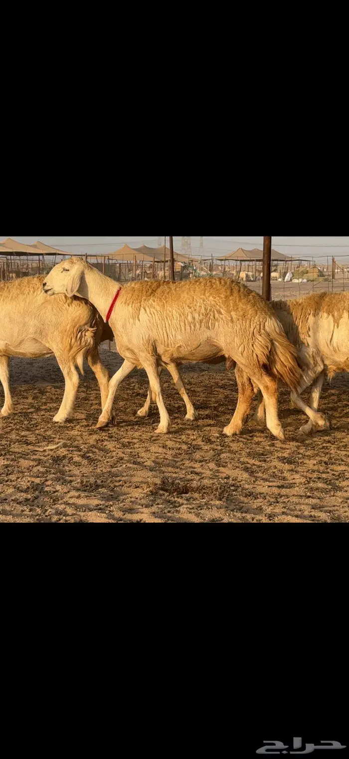 حريات حرش صنف الصنف 21