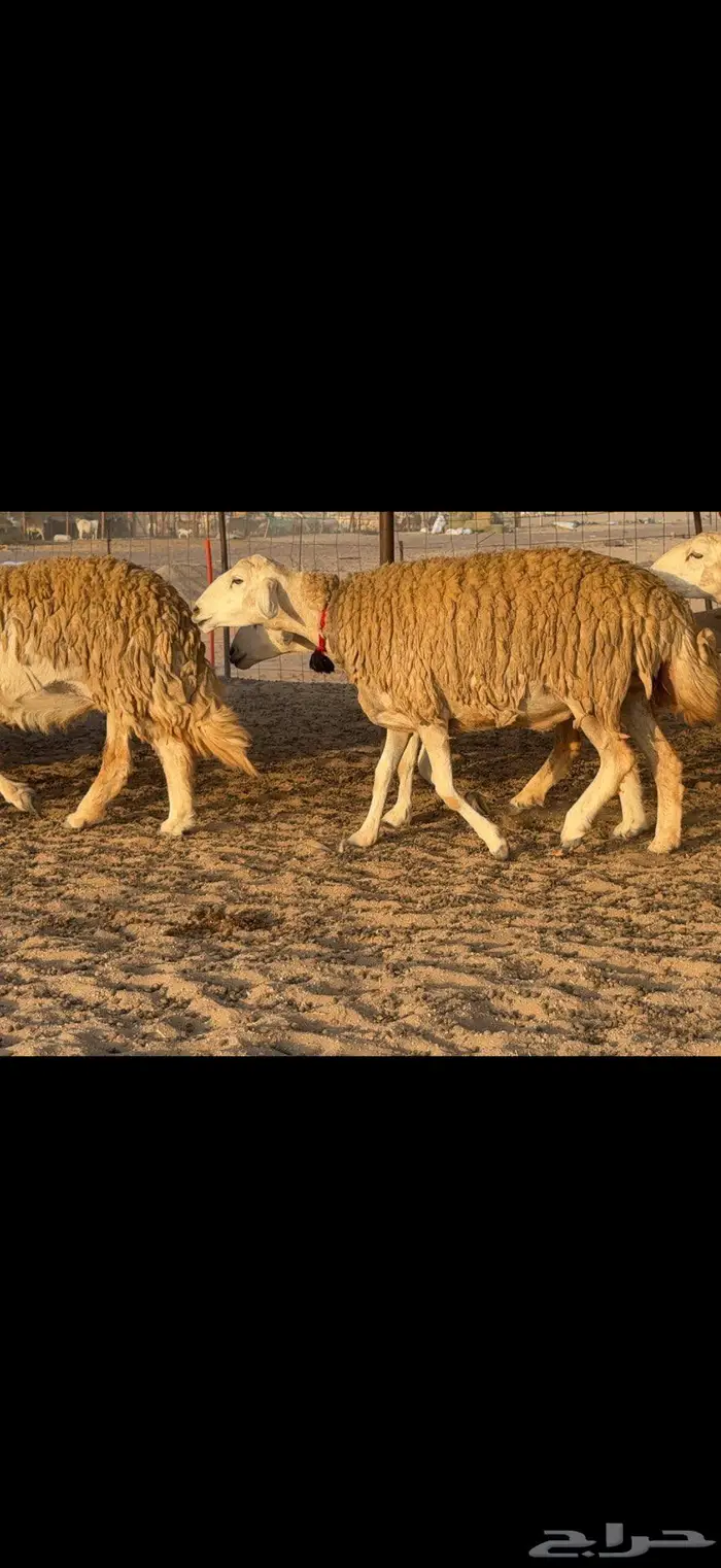 حريات حرش صنف الصنف 18