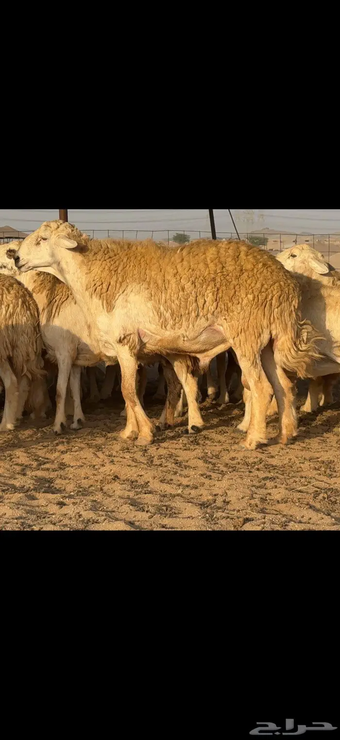 حريات حرش صنف الصنف 17