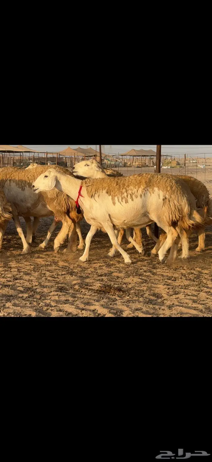 حريات حرش صنف الصنف 16