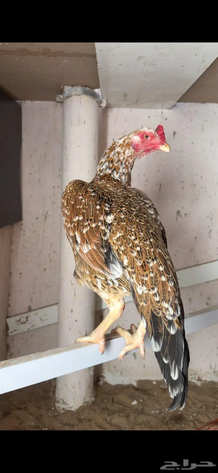 دجاجه سنديه 0