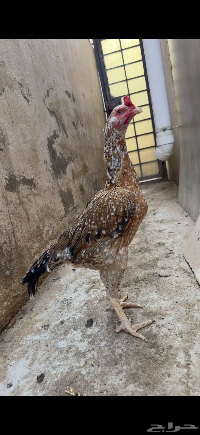 دجاجه سنديه 1