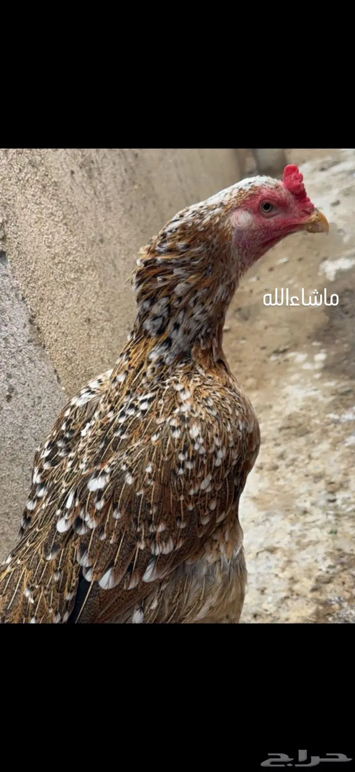 دجاجه سنديه 2