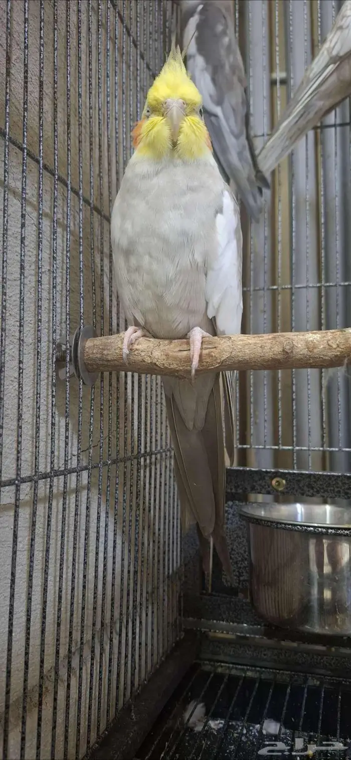 (تم البيع) ذكر كروان هولندي منتج شرررط 2