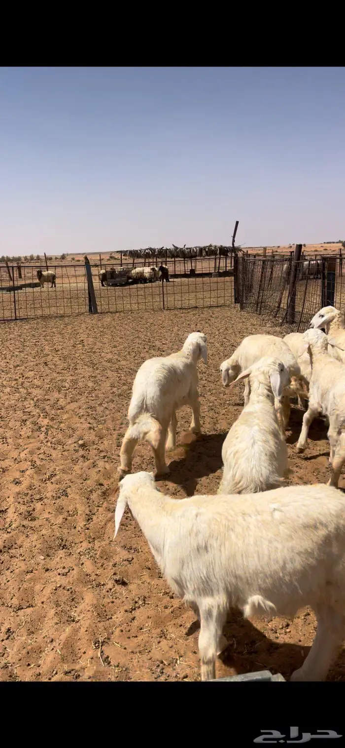خرفان حريات طيبه 0