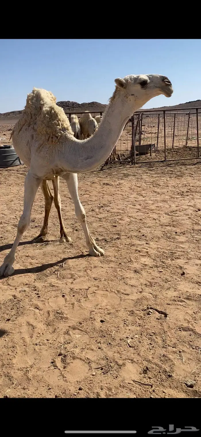 بكره باتليه كفو 2