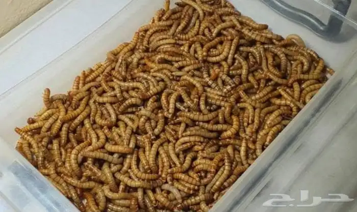 دود قبابي حي للبيع في القصيم Mealworms 1