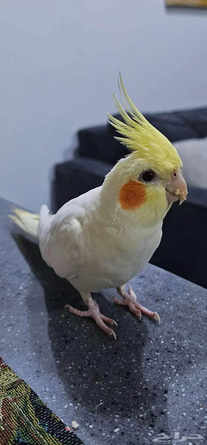 طائر كوكتيل(كروان) اصفر مفقود 0