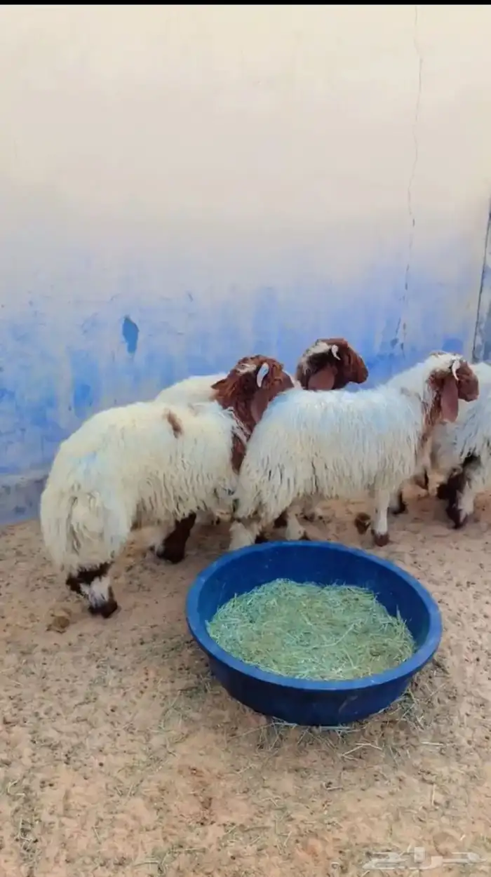 طليان نعيم الرياض حي الشفاء أي مكان نوصل فيه ذبح باقي اثنين 0