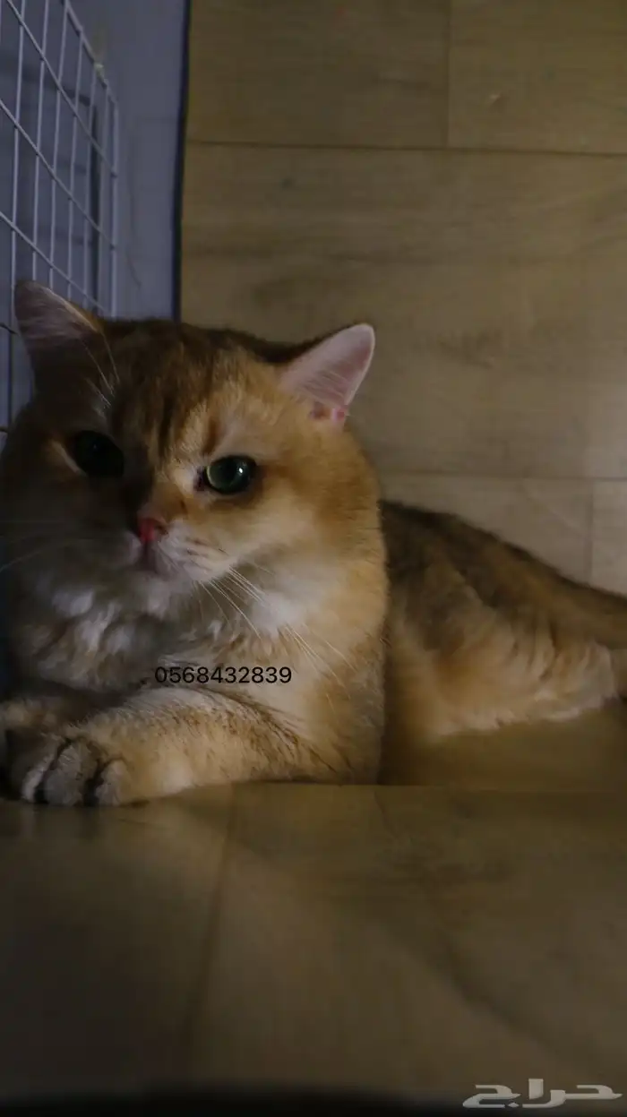 سكوتش استريت قولد 2