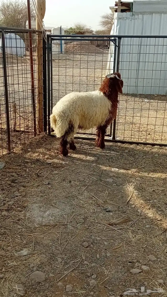 طلب نعيمي بلدي 1