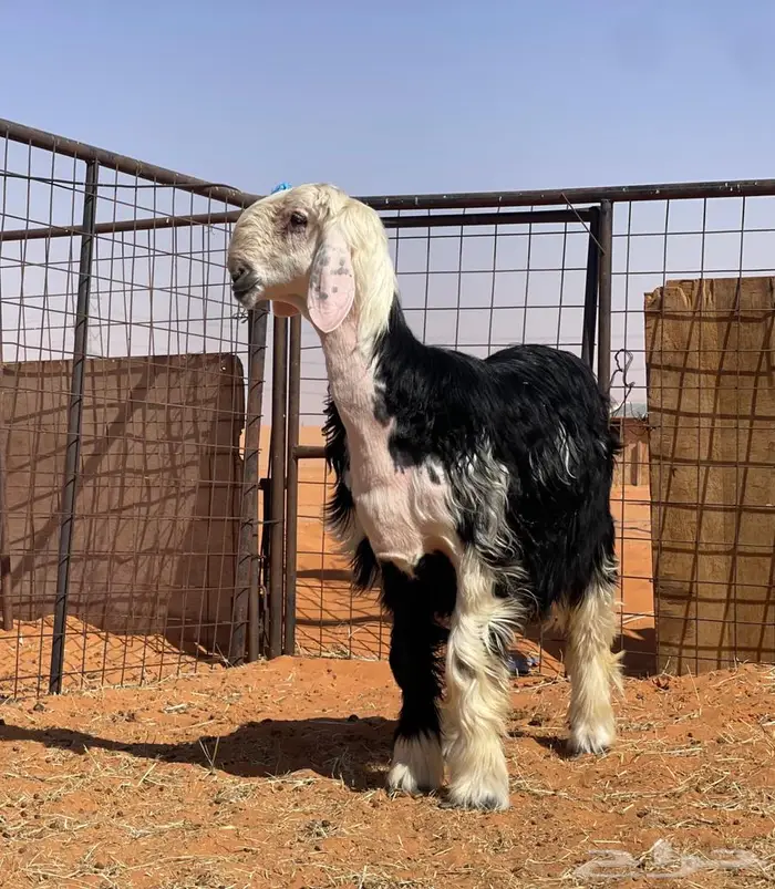 جذع نجدي (صنف) مشروع فحل 5