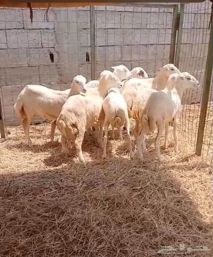 رخيل بلدي سمان وطيبه 1