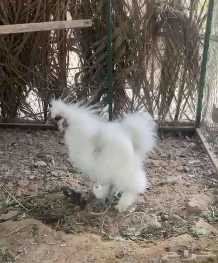 للبيع ديك قطني فاخر 0