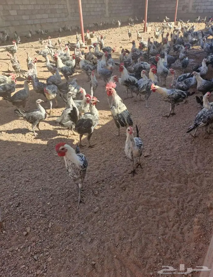 دجاج فيومي بياض وارانب للبيع 5