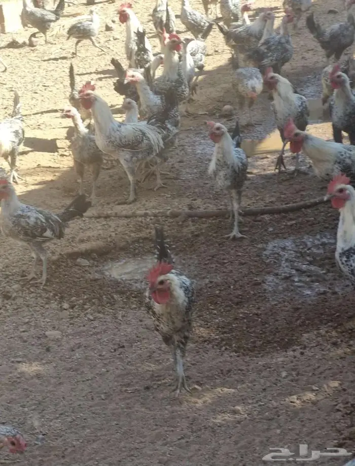 دجاج فيومي بياض وارانب للبيع 2