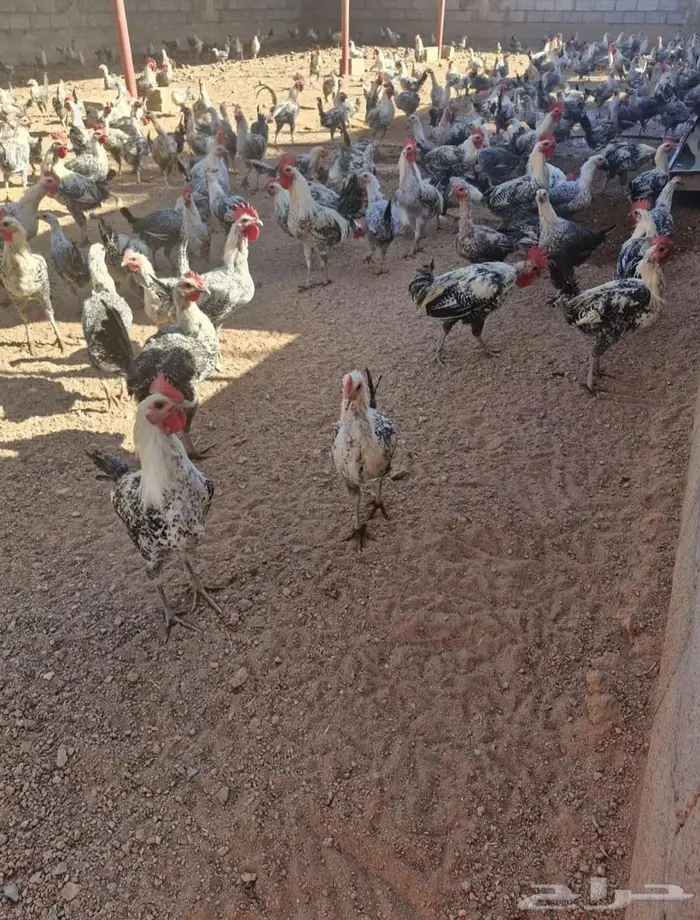 دجاج فيومي بياض وارانب للبيع 3