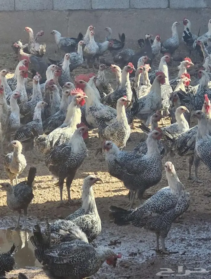 دجاج فيومي بياض وارانب للبيع 0