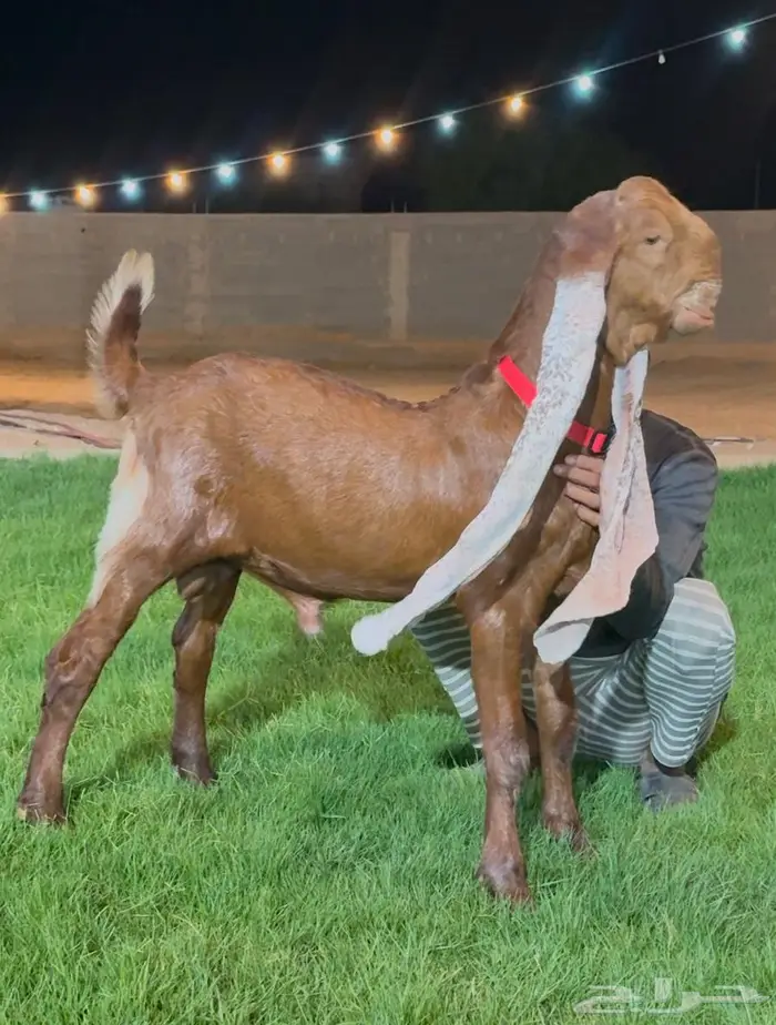 جفر هولندي مشروع فحل خصم لون جميل 1