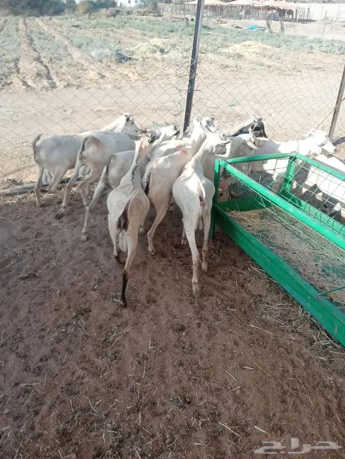 تبغى وزن ممتاز حلال مضمون احنا قدها لاصحاب الجمله والتفريد 1