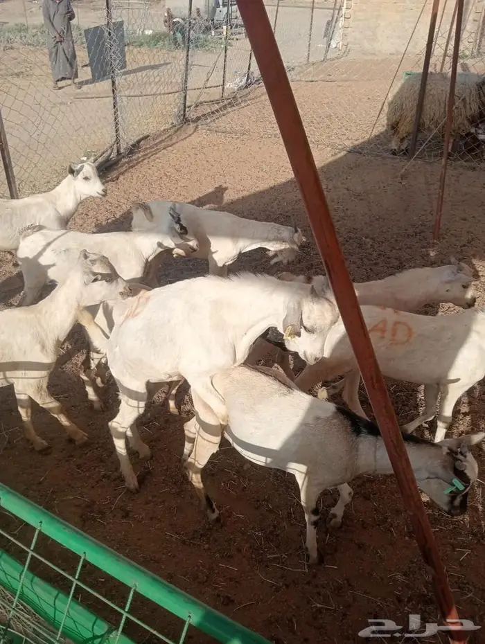 تبغى وزن ممتاز حلال مضمون احنا قدها لاصحاب الجمله والتفريد 4