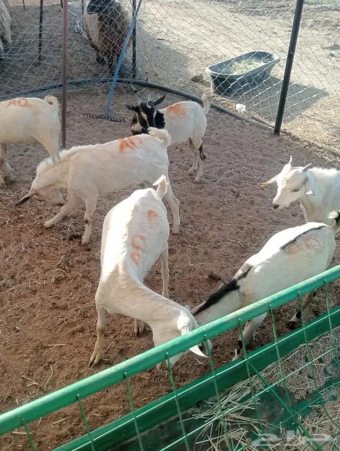 تبغى وزن ممتاز حلال مضمون احنا قدها لاصحاب الجمله والتفريد 0