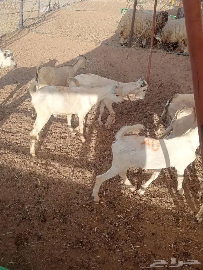 تبغى وزن ممتاز حلال مضمون احنا قدها لاصحاب الجمله والتفريد 2