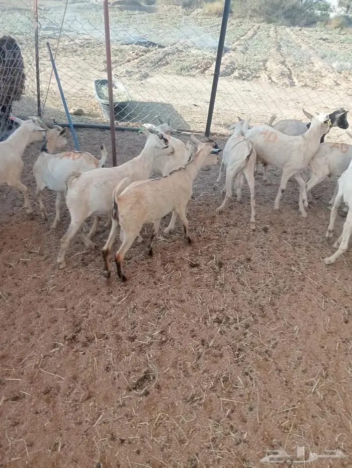 تبغى وزن ممتاز حلال مضمون احنا قدها لاصحاب الجمله والتفريد 5