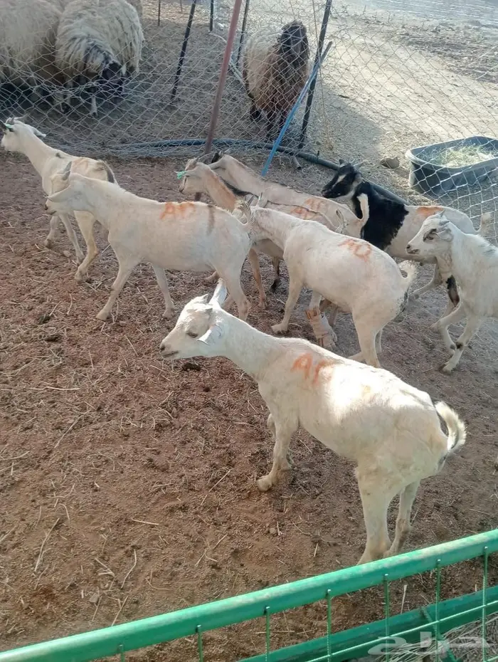 تبغى وزن ممتاز حلال مضمون احنا قدها لاصحاب الجمله والتفريد 3