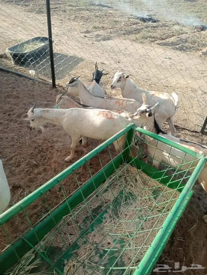 تبغى وزن ممتاز حلال مضمون احنا قدها لاصحاب الجمله والتفريد 8