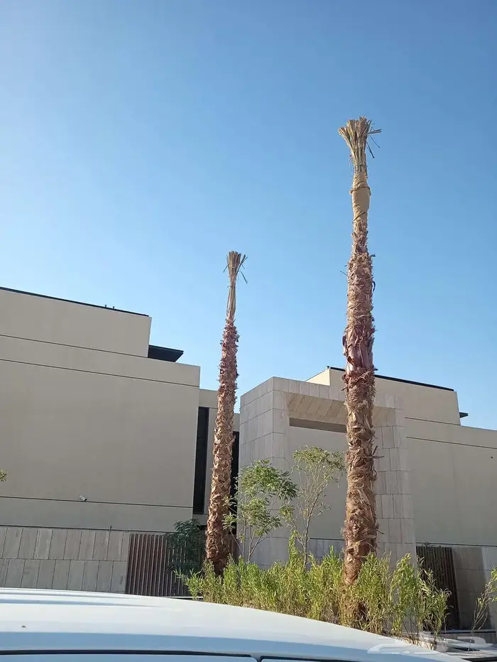 أشجار زينه 0