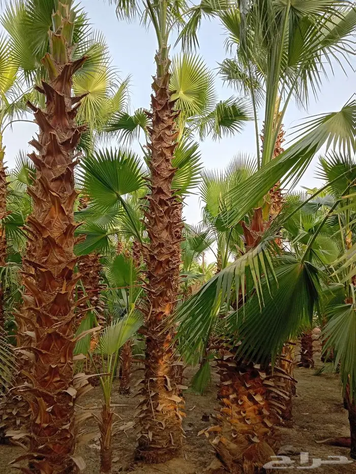 أشجار زينه 1