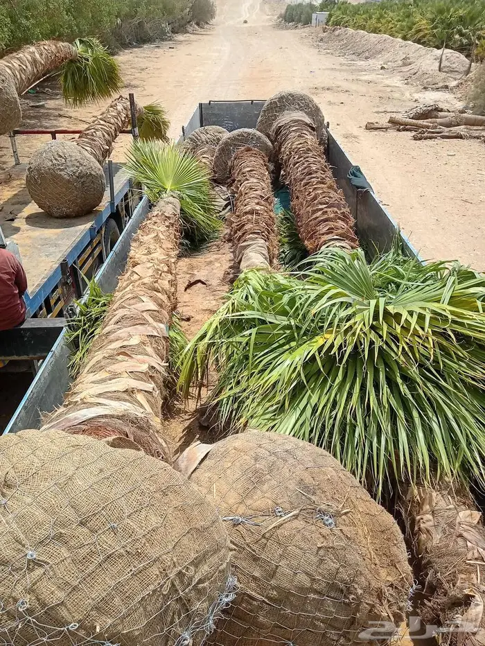 أشجار زينه 3