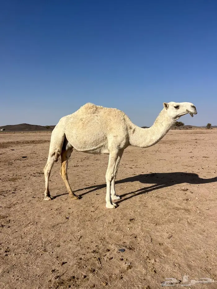 ضريبة على الشرط 1